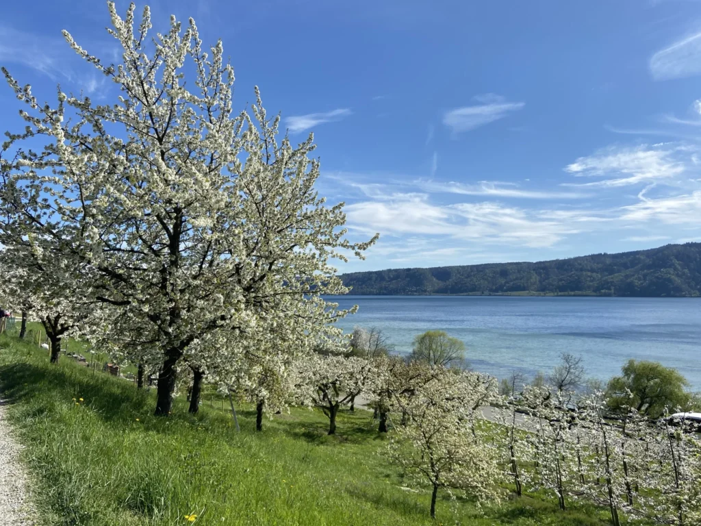 Kirschbluete am Bluetenweg Bluetenweg in Bodman-Ludwigshafen mit bluehenden Kirschbaeumen am Bodensee im Fruehling