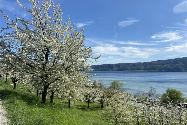 Bluetenweg in Bodman-Ludwigshafen mit bluehenden Kirschbaeumen am Bodensee im Fruehling