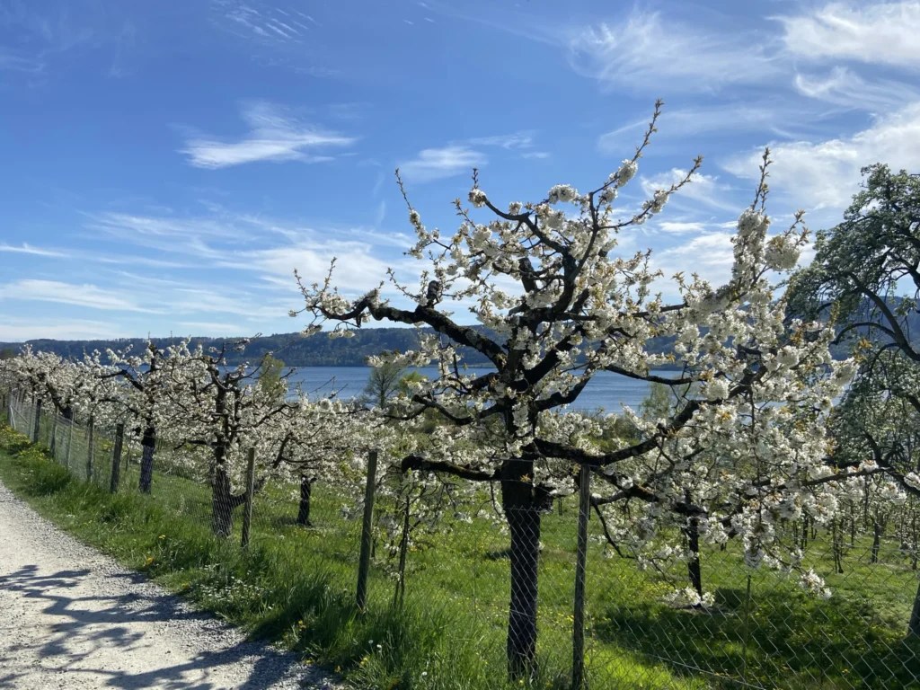 Obstbluete am Wanderweg Wanderweg entlang bluehender Obstbaeume am Bluetenweg in Bodman-Ludwigshafen mit Blick auf den Bodensee