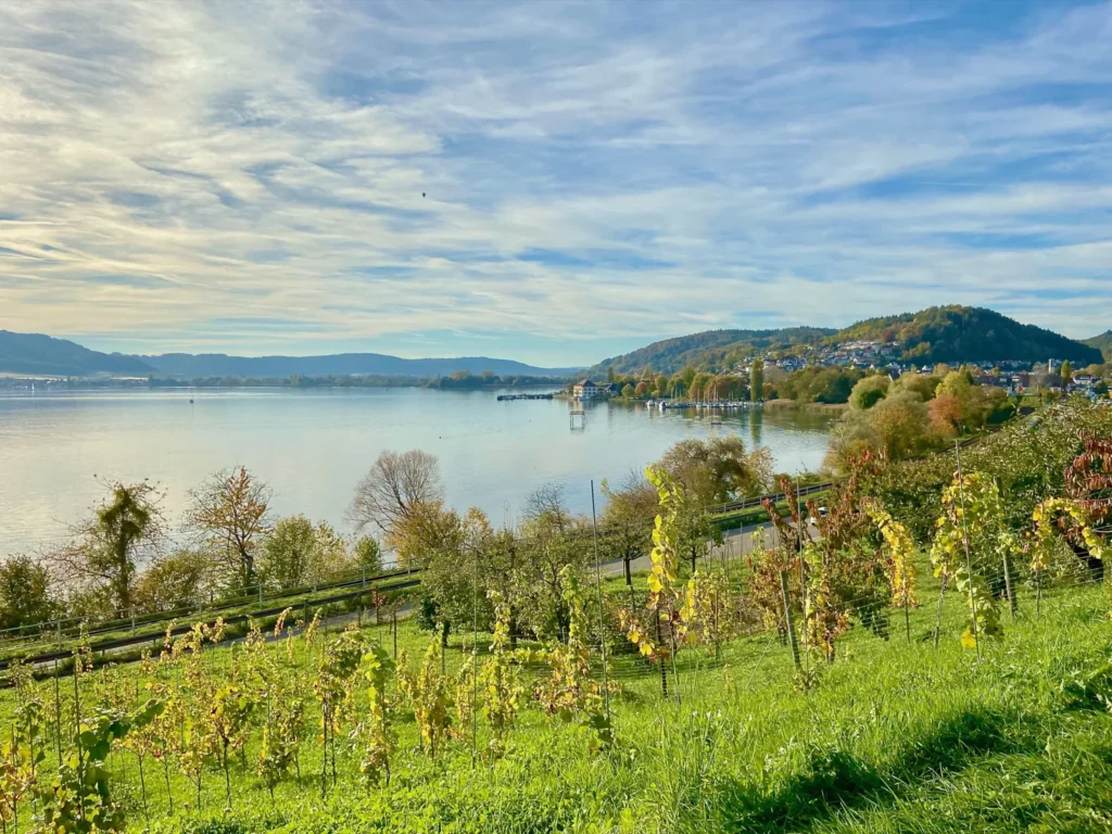 Genusswandern durch die Weinberge Herbstliche Weinberge am Genusswanderweg mit Blick auf den Bodensee und Ludwigshafen