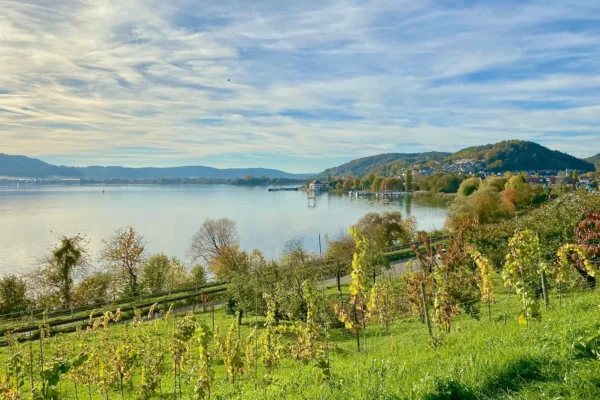 Herbstliche Weinberge am Genusswanderweg mit Blick auf den Bodensee und Ludwigshafen