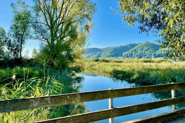 Holzbruecke im Feuchtgebiet des Naturschutzgebiets Bodman-Ludwigshafen mit Schilf und Weiden